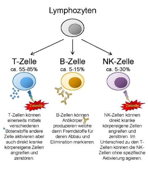 Lymphozyten Bestimmung – Universitätsspital Zürich