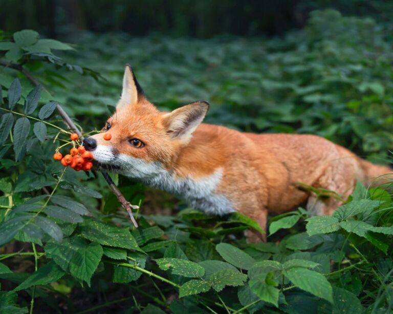 Fuchst riecht an einer Waldbeere