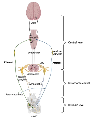 image showing autonomic neuromodulation of heart