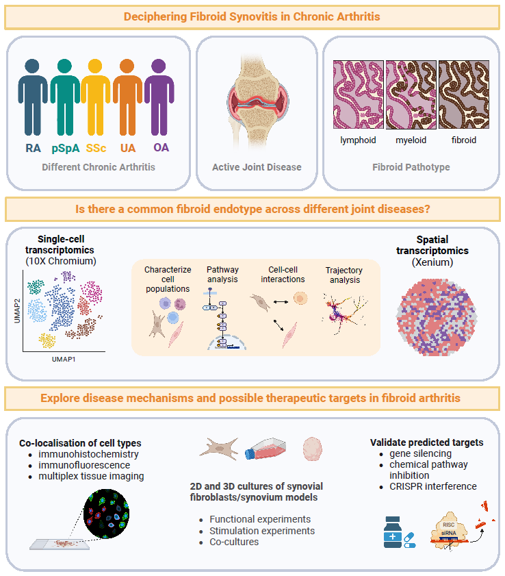 Schema zu mechanisms of fibroid arthritis