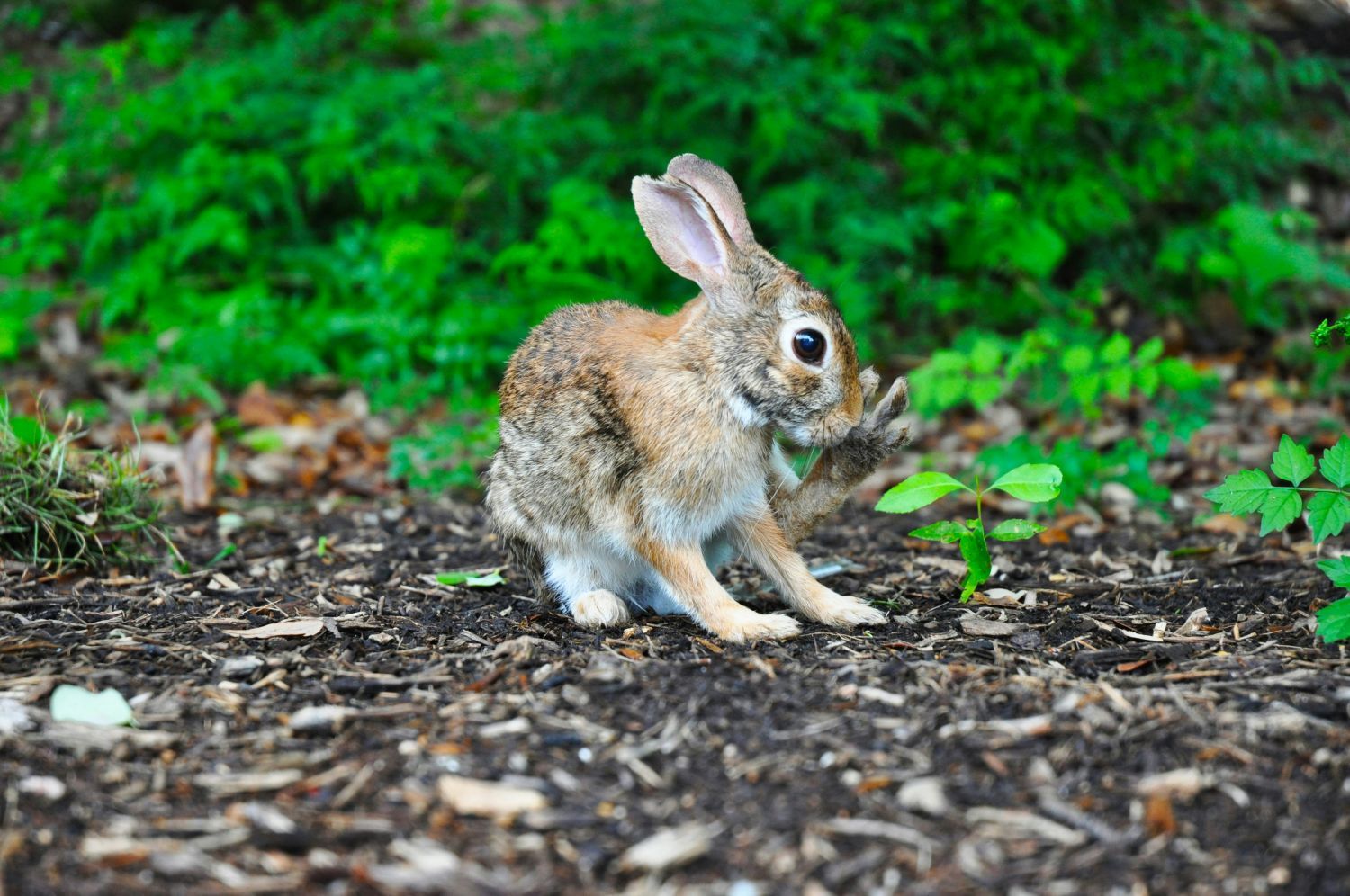 Hase im Wald